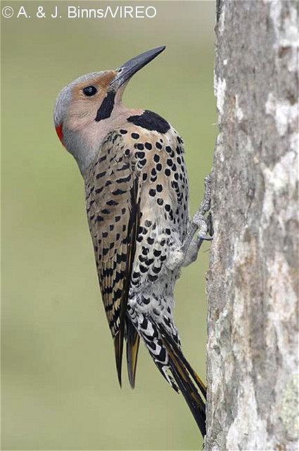 Northern Flicker